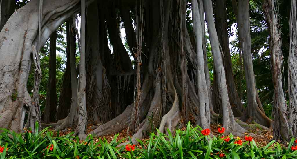 Botanische-Tuin-van-Puerto-de-la-Cruz