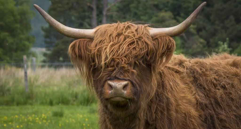 De Schotse Hooglander
