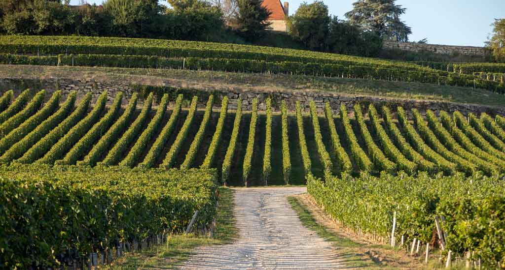 De wijngaarden van Saint Emilion