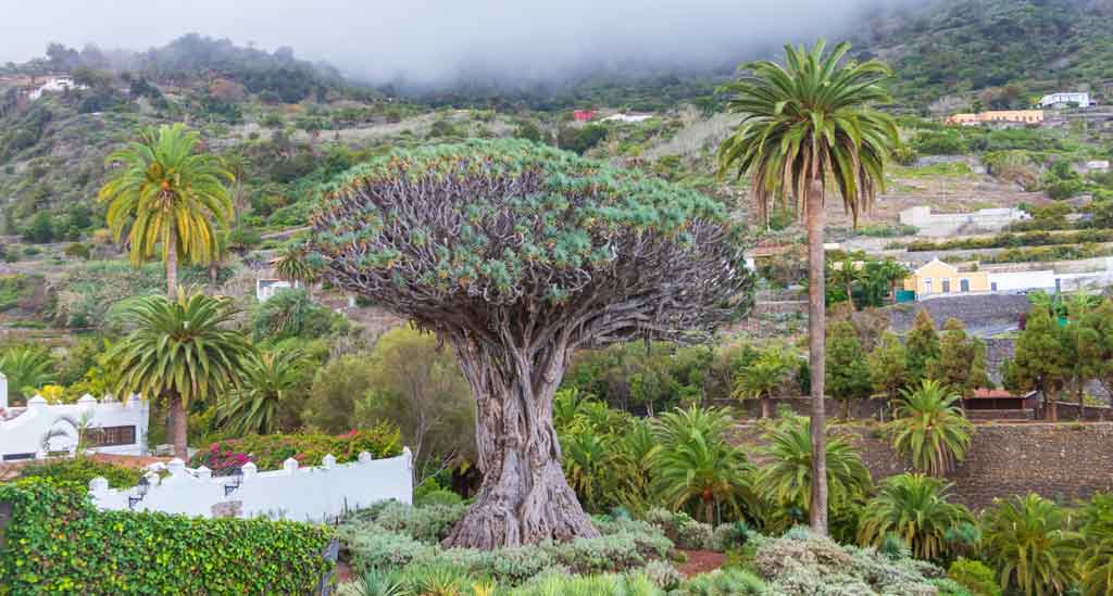 Drakenboom-in-Icod-de-los-Vinos