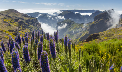 Pride of Madeira at Pico de Arieiro