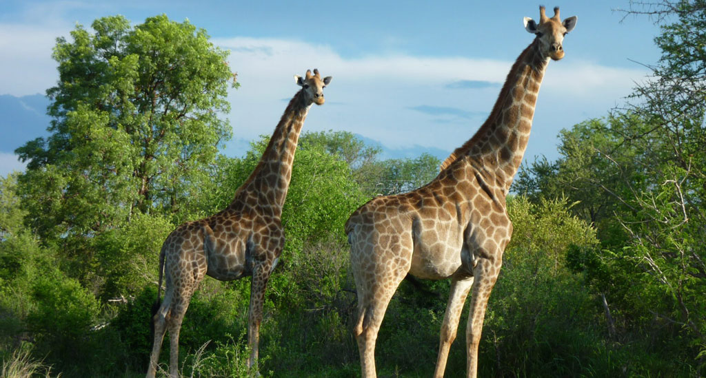 Kruger Park