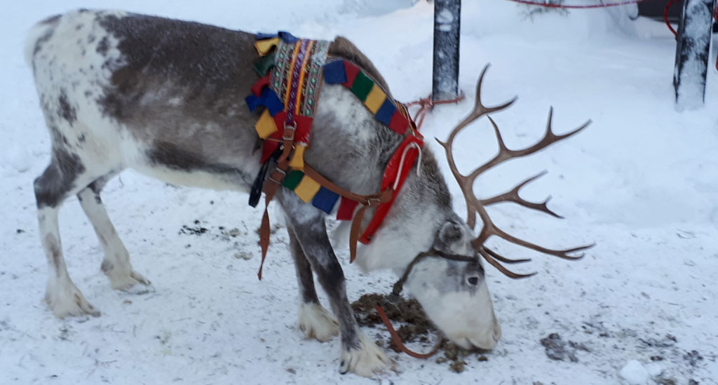 In Fins Lapland zijn meer rendieren dan mensen
