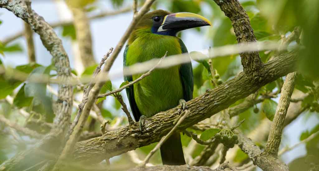 De toekan in Monteverde-Cloud-Forest-Reserve