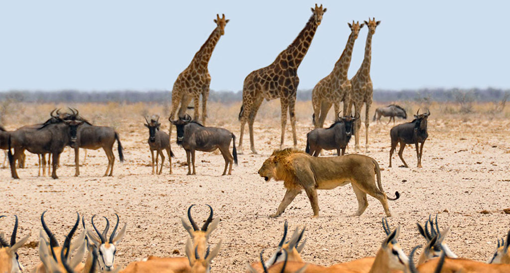 Ga mee op safari in Zuid-Afrika