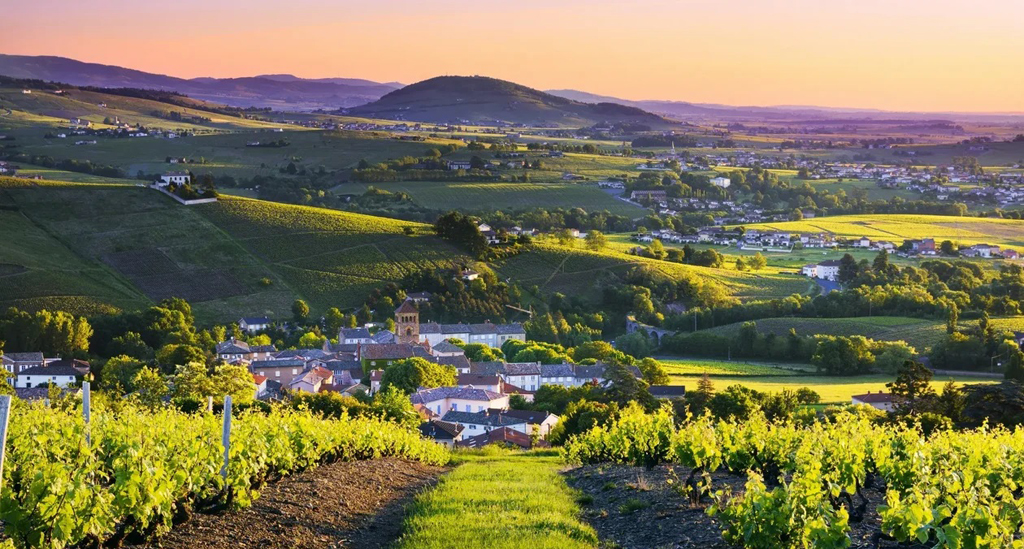 Beaujolais wijnstreek