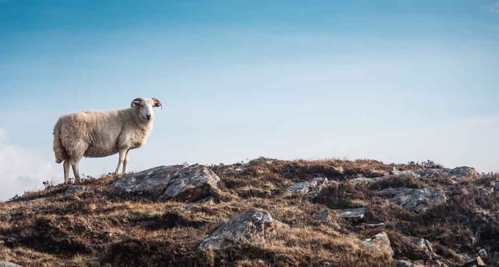 Connemara-National-Park