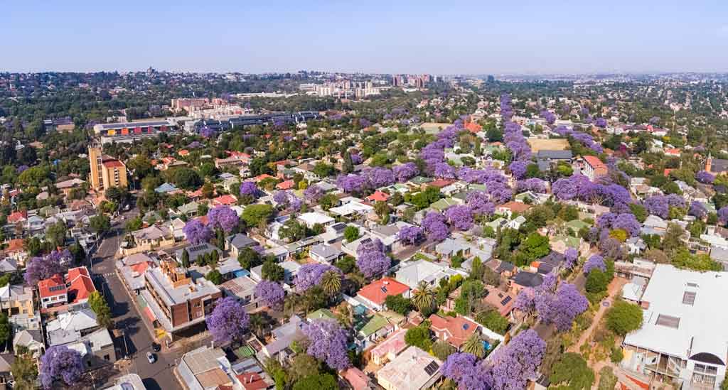 De prachtige Jacarandabomen in Johannesburg