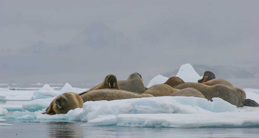 Groep walrussen op het pakijs