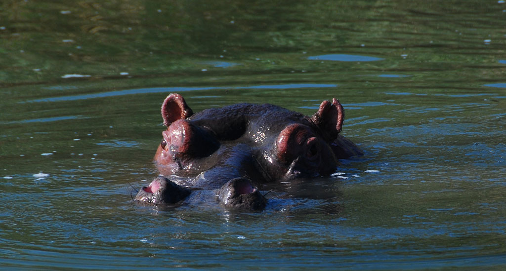 Nijlpaarden in het meer van St.-Lucia