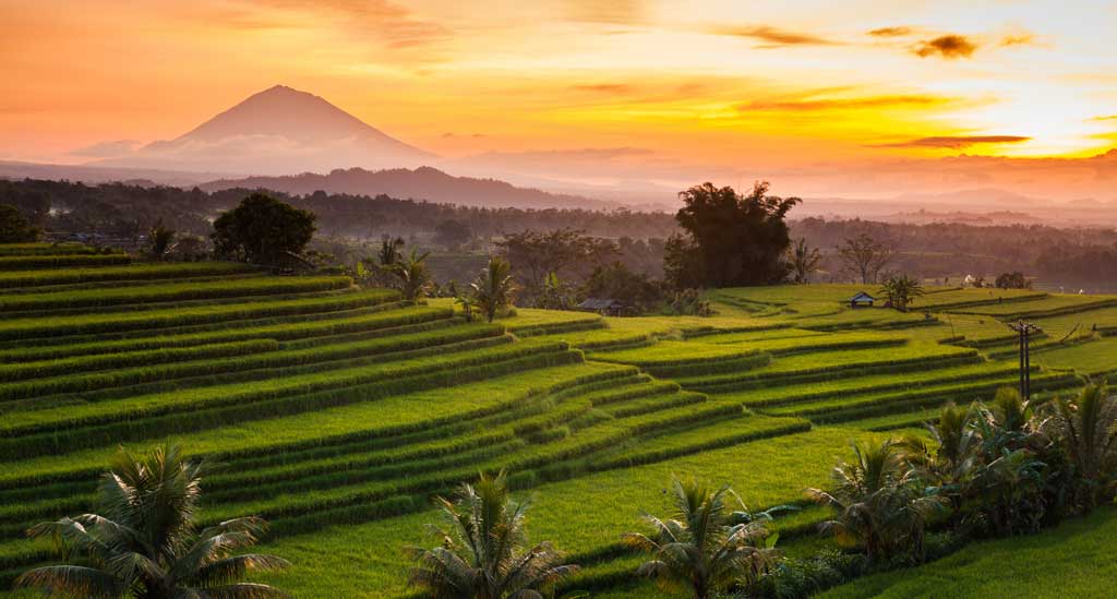De groene rijstvelden op Bali