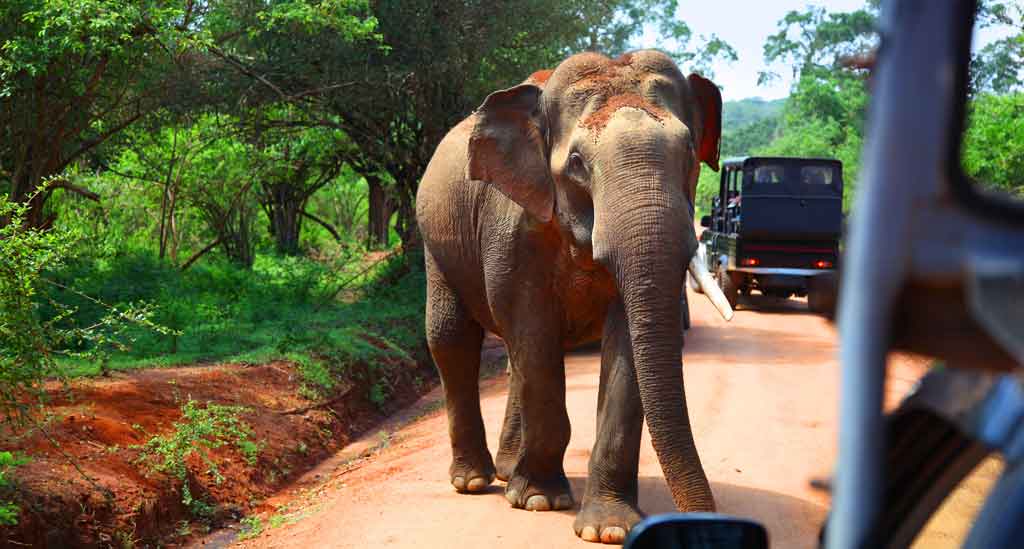 Op safari in Yala National Park