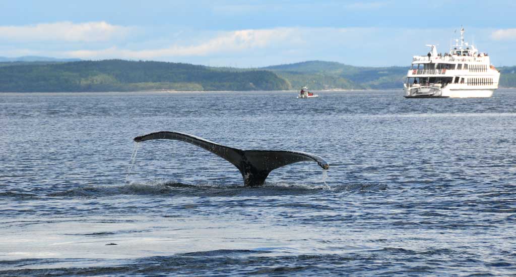 Walvissen Tadoussac