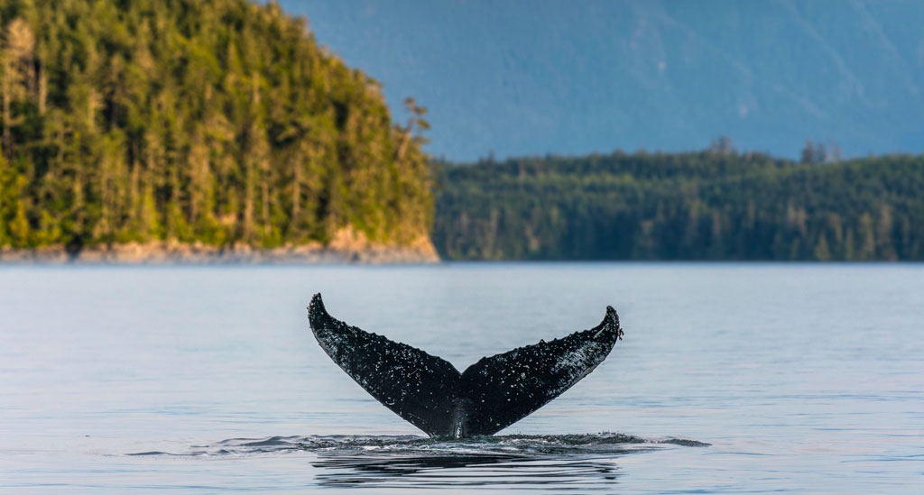 Walvis spotten op Vancouver Island